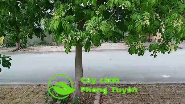 cây sấu trồng trên vỉa hè