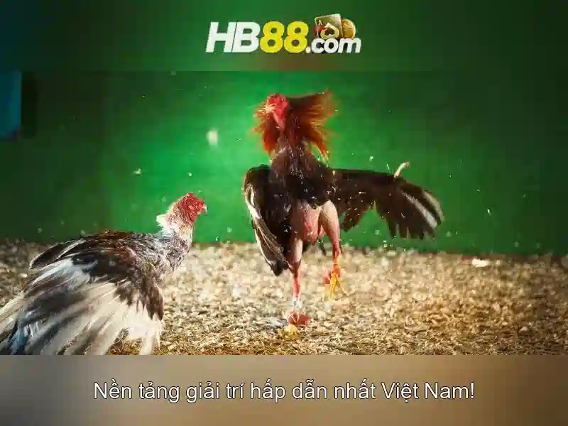 HB88 là nền tảng cá cược trực tuyến